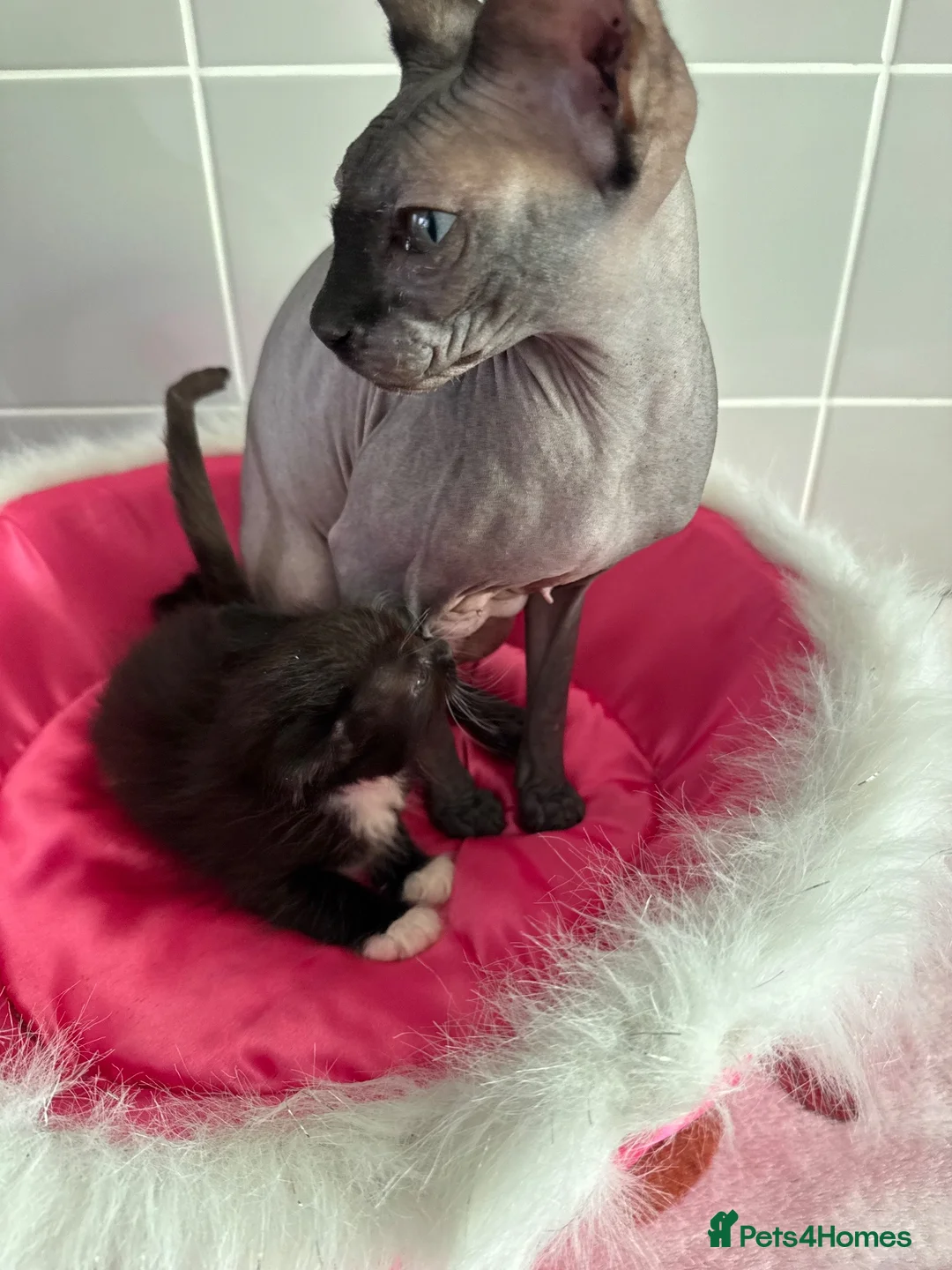 Sphynx cats for sale: Sphynx mix kittens  - Advert 2