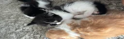 Mixed Breed cats for sale: Beautiful baby kittens  - Advert 7