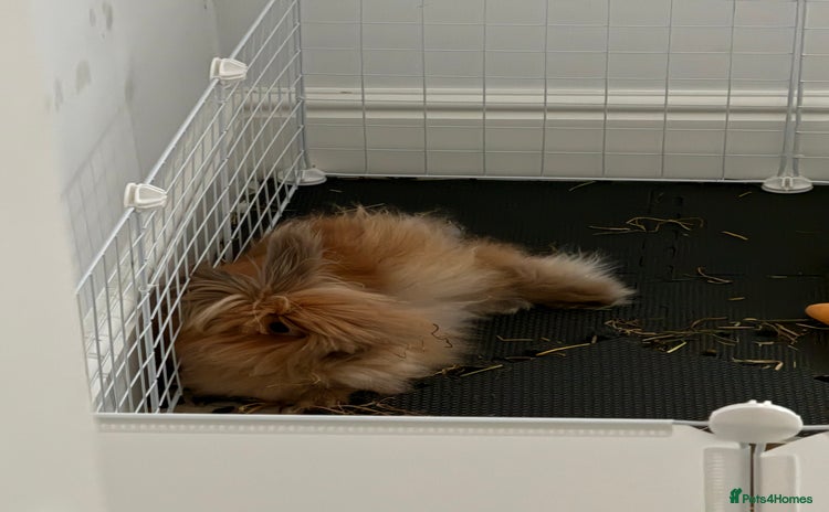 Lionhead rabbits - Advert 1