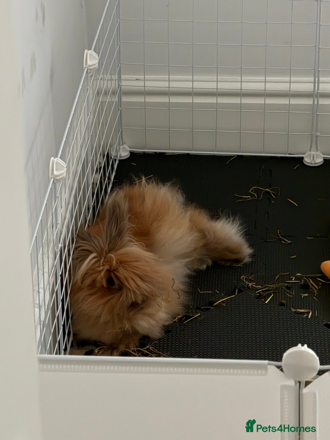 Lionhead rabbits for sale: Sunny bun - Image 1