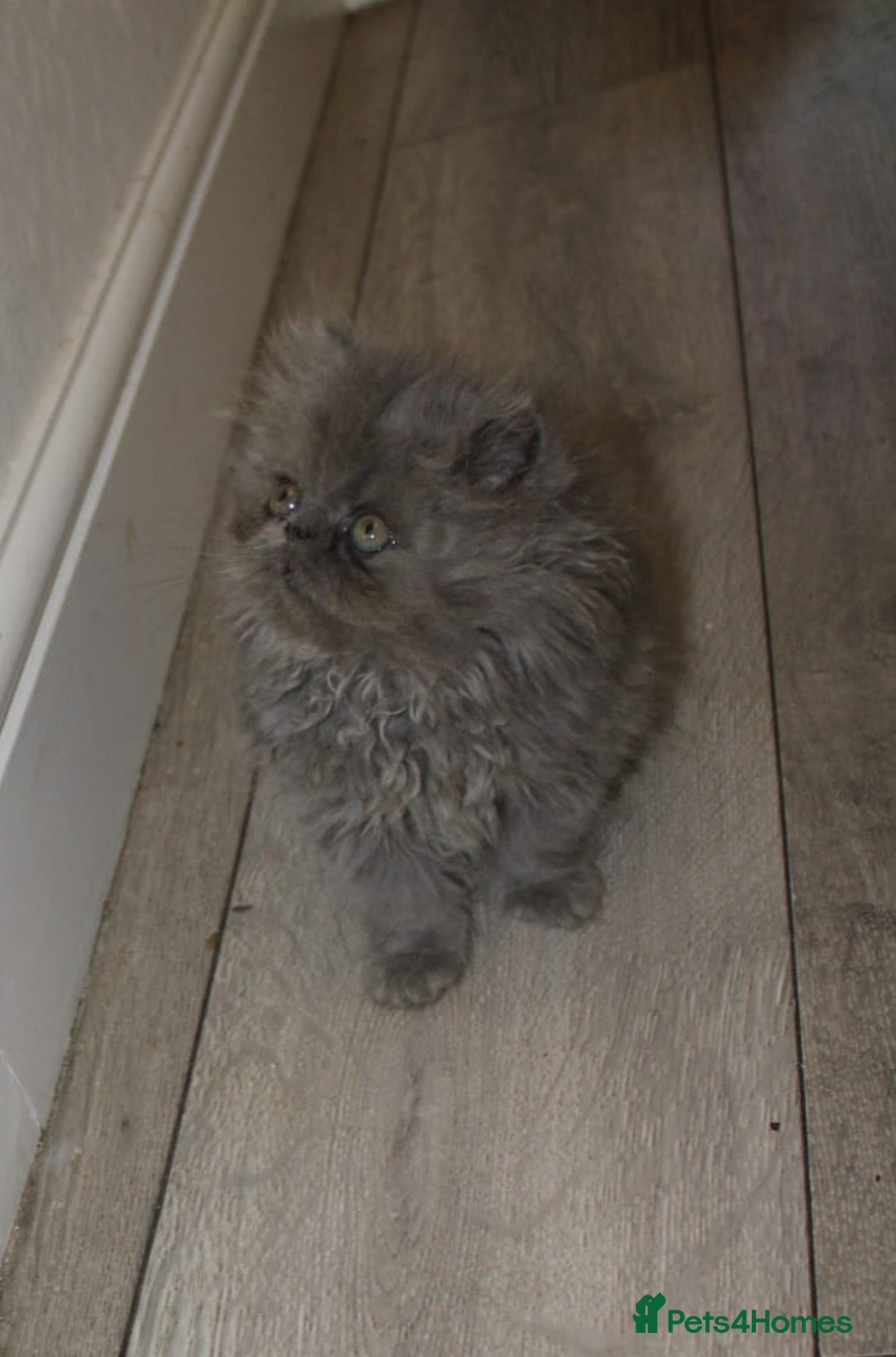 Persian cats for sale: Beautiful Female Kittens Ready for Loving Homes - Advert 6