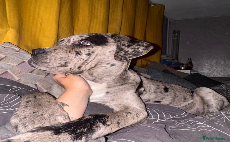 Cane Corso dogs - Advert 1
