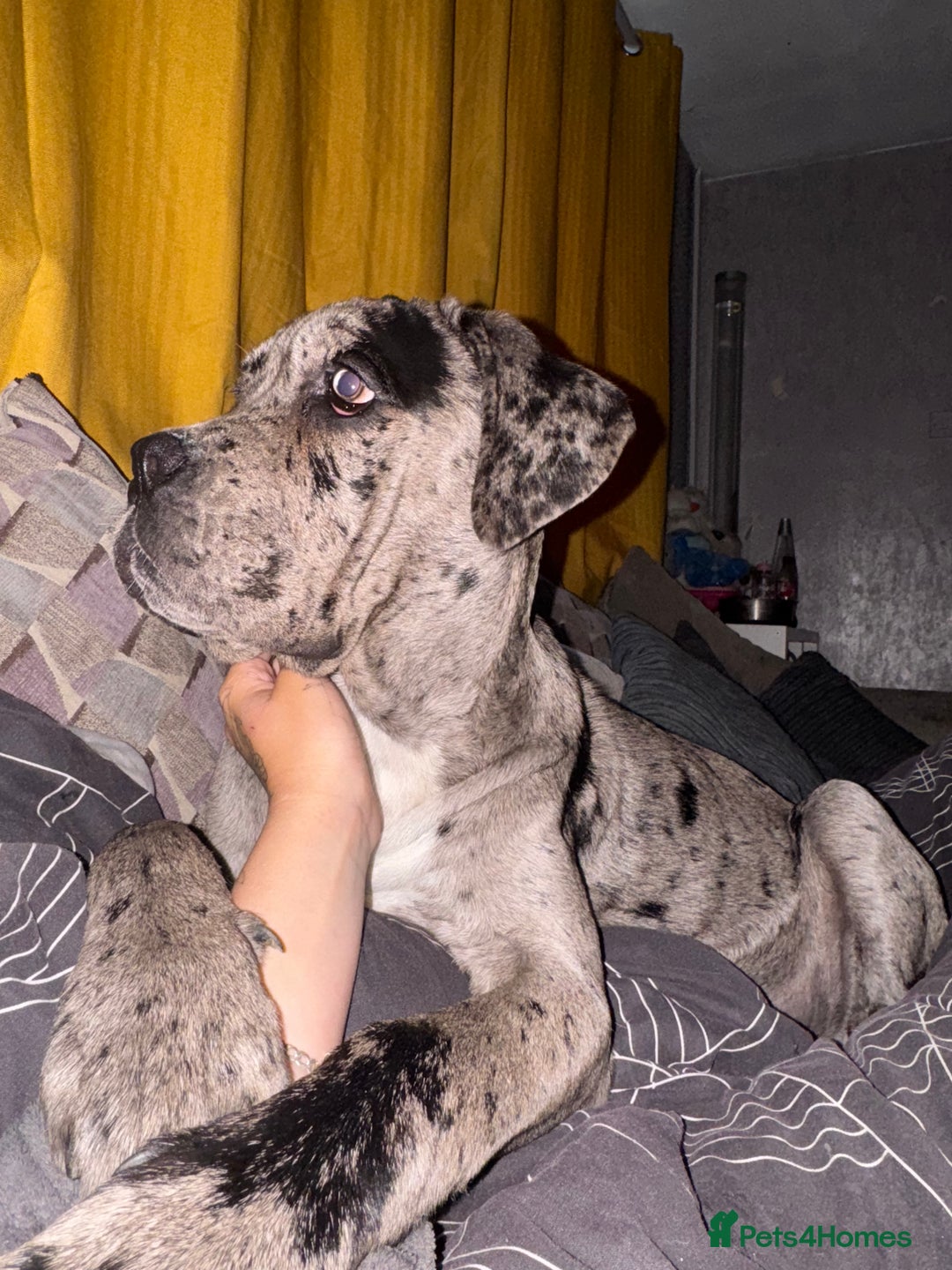 Cane Corso dogs for sale: Cane corso girl  - Image 1
