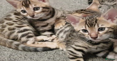 Bengal cats Bengal kittens last girl available  - Advert 16