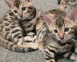 Bengal cats Bengal kittens last girl available - Advert 1
