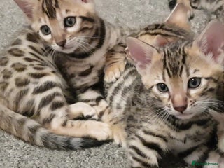 Bengal cats - Advert 24