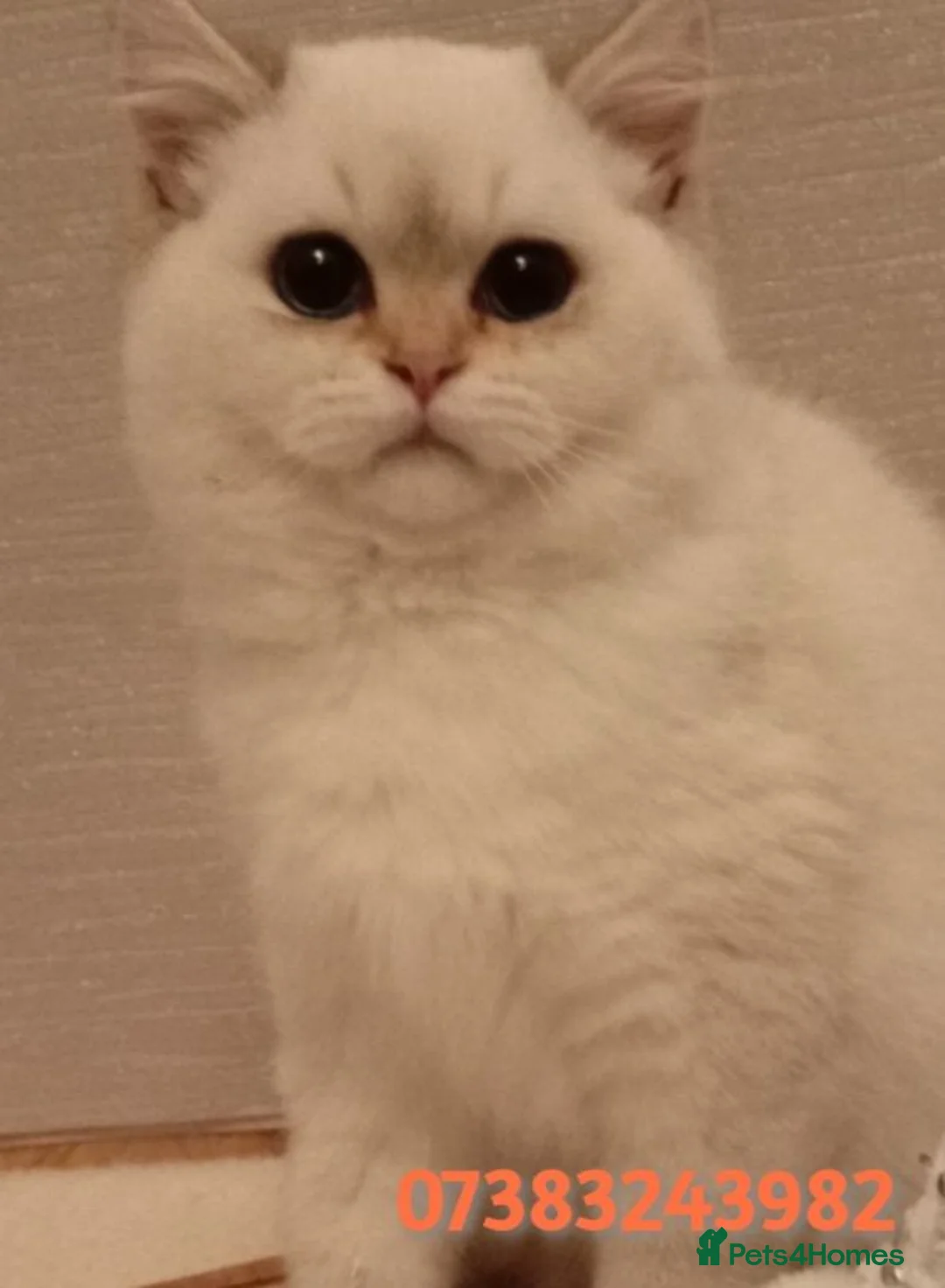 British Shorthair cats for sale: GCCF Chocolate Golden Point British Shorthair  - Advert 2