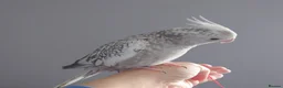 Cockatiels birds for sale: Hand reread hand tame female cockatiel  - Advert 9