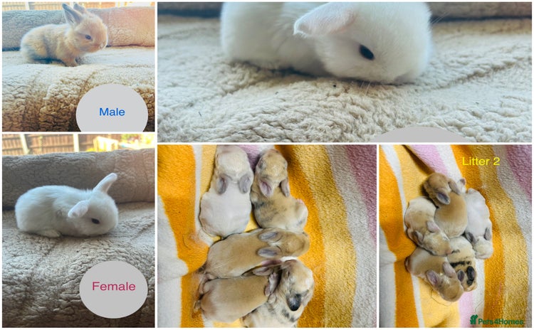Mini Lop rabbits - Advert 5