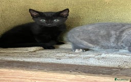 Mixed Breed cats for sale: Farm Reared Kittens x 4 - Image 8