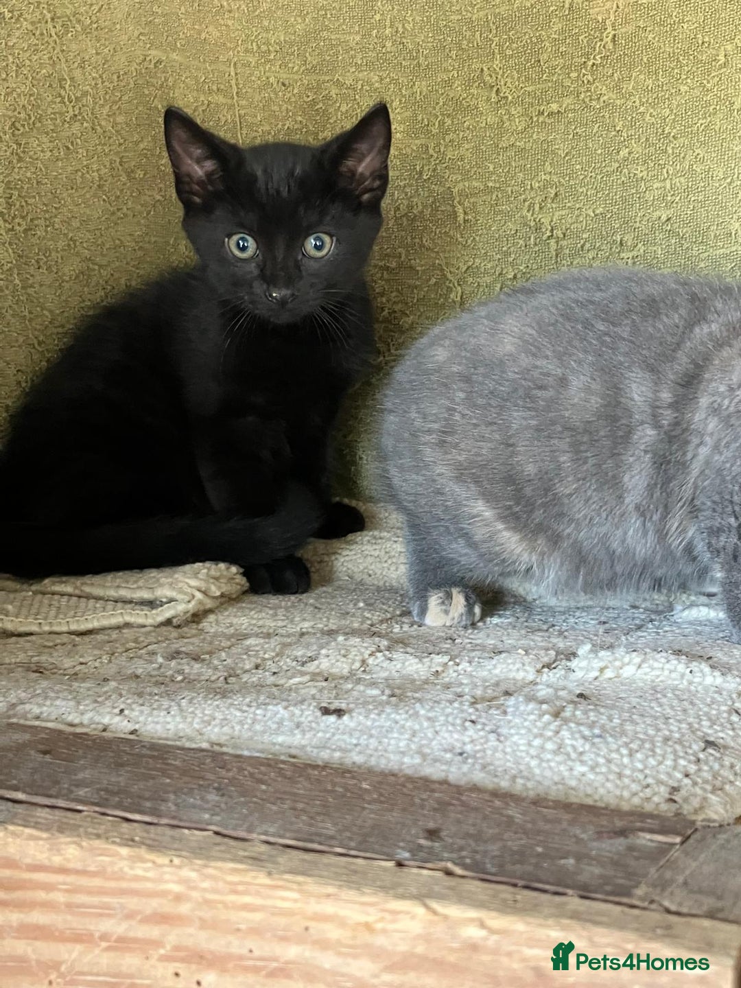 Mixed Breed cats for sale: Farm Reared Kittens x 4 - Image 8