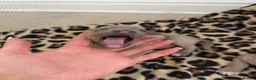 Italian Greyhound dogs for sale: KC Registered Italian Greyhound Puppies  in Carlisle - Advert 19