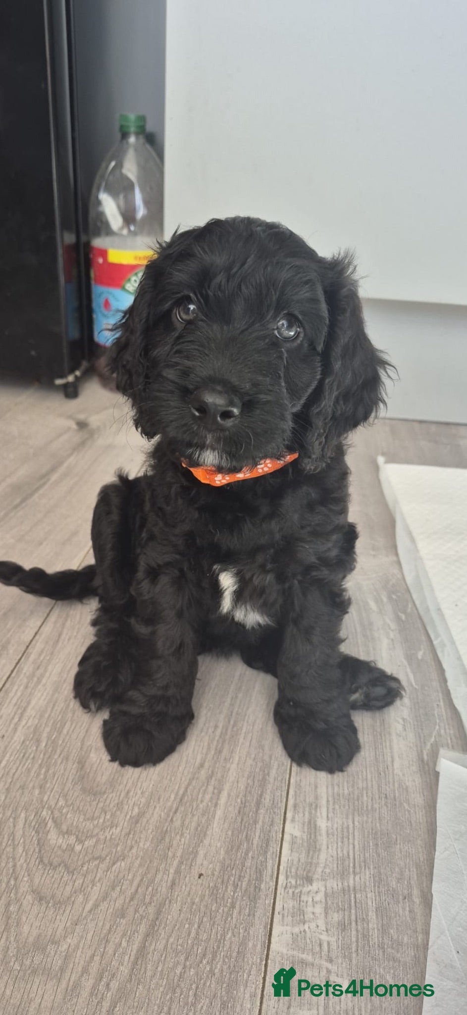 Cockapoo dogs F2 cockapoo pups - Advert 18