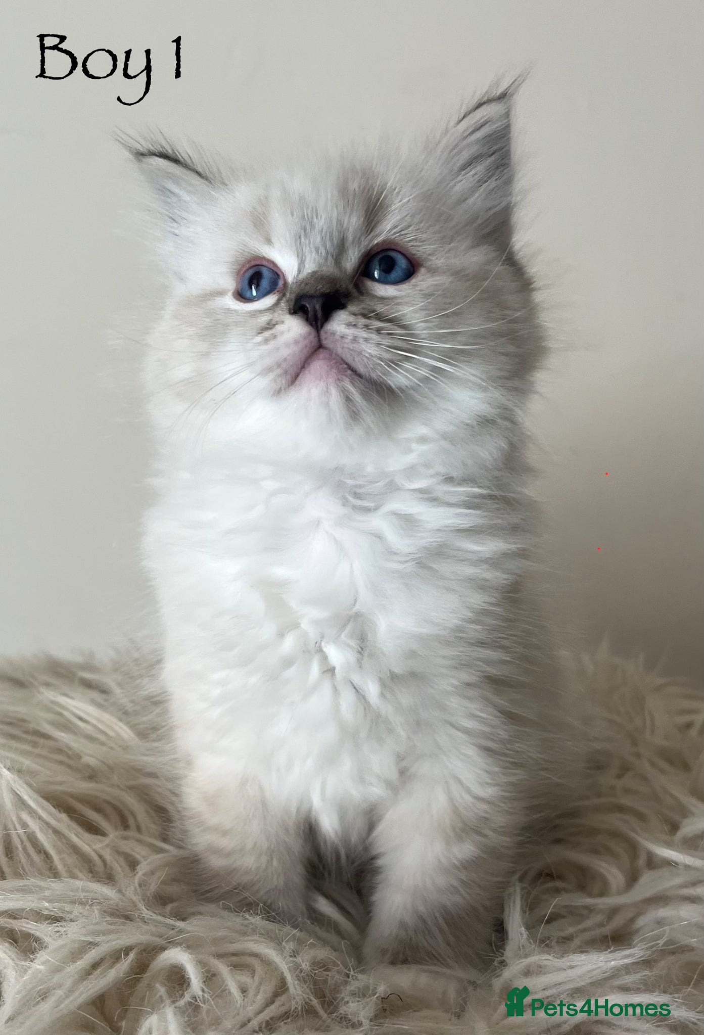 Ragdoll cats Outstanding GCCF Seal Lynx Ragdoll Kittens 🐾 - Advert 1