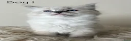 Ragdoll cats for sale: Outstanding GCCF Seal Lynx Ragdoll Kittens 🐾 - Advert 4