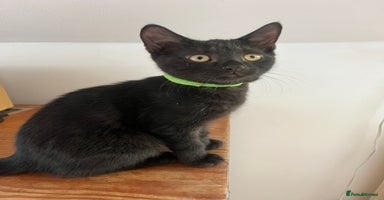 British Shorthair cats - Advert 16