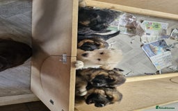 German Shepherd dogs for sale: 14 week old white German-shepherd - Image 3