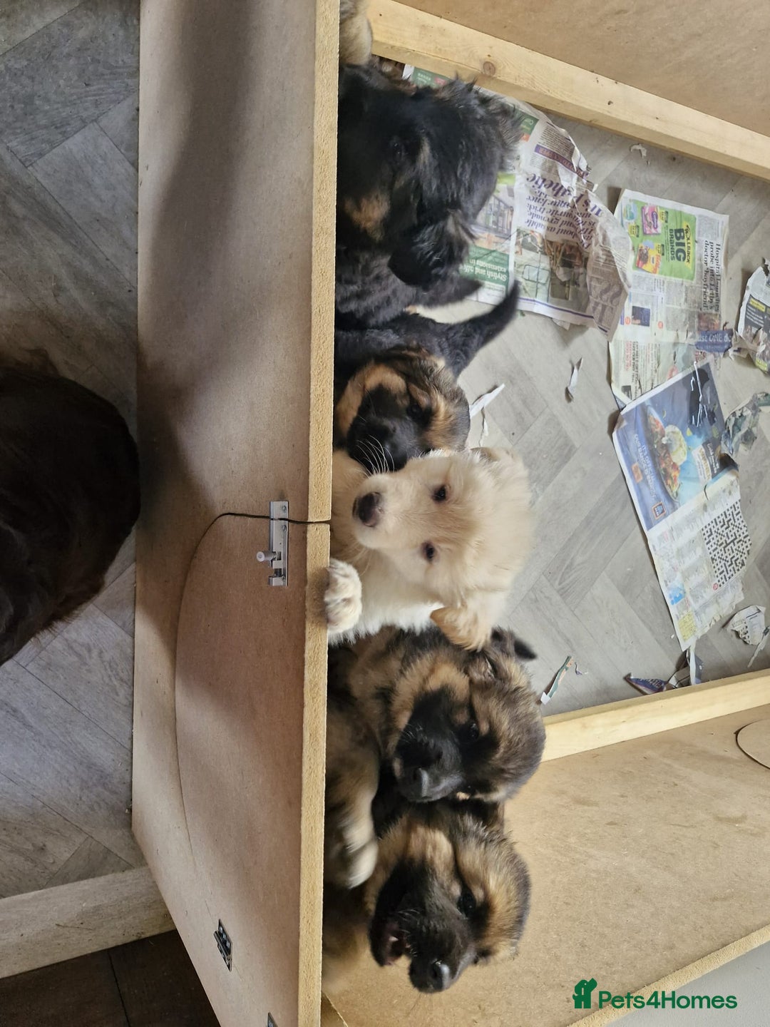 German Shepherd dogs for sale: 14 week old white German-shepherd - Image 3