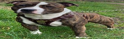 Staffordshire Bull Terrier dogs for stud: PROVEN Legacy’s Spartan For Stud in Leicester - Advert 2