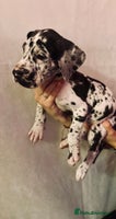 Great Dane dogs - Advert 3
