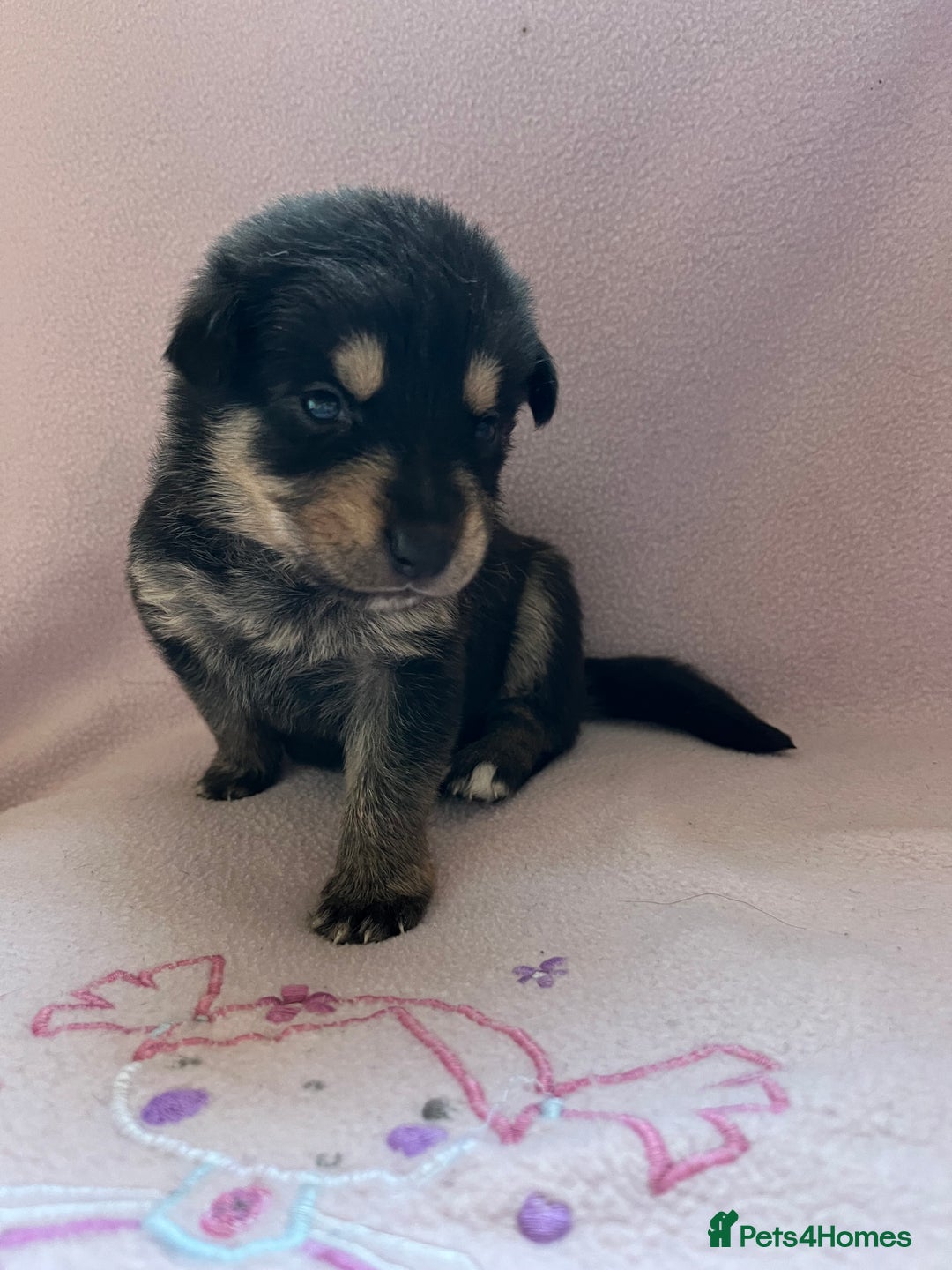 Mixed Breed dogs for sale: belgian malinois mix cross German shepherd  - Advert 18