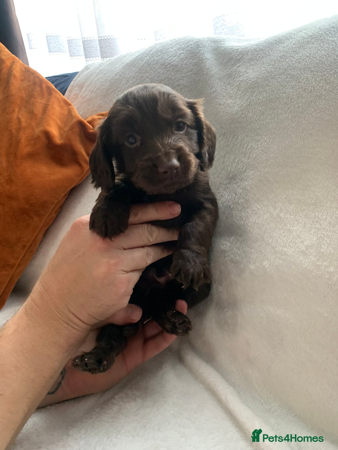 Cocker Spaniel dogs for sale: PURE WORKING CHOCOLATE COCKER SPANIELS  - Advert 4