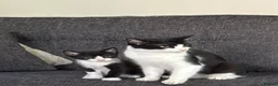 Mixed Breed cats for sale: Loving kittens for a good home BORN 22nd JUNE - Advert 2