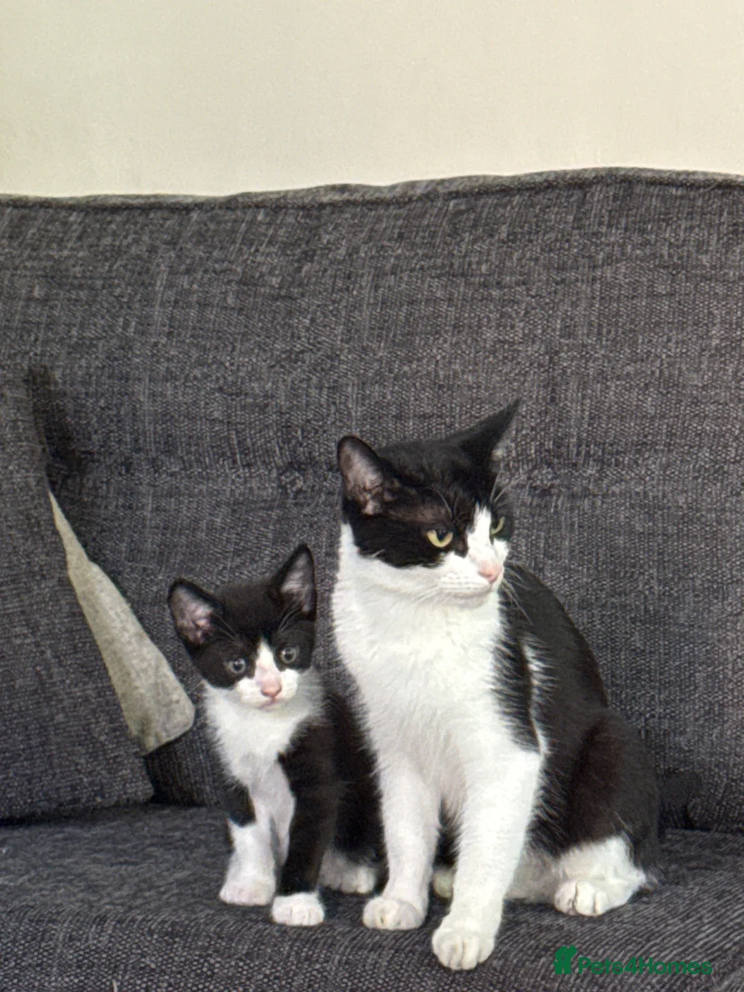 Mixed Breed cats for sale: Loving kittens for a good home BORN 22nd JUNE - Advert 2