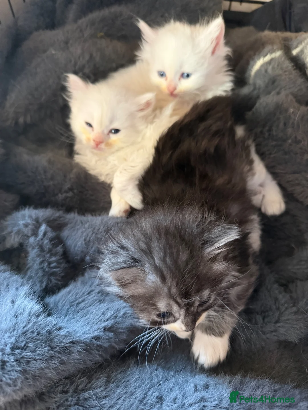 Persian cats for sale: Persian kittens in Falmouth - Advert 3