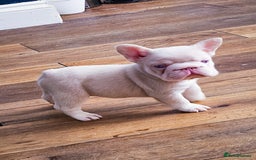 French Bulldog dogs for sale: Top Notch French Bulldog puppies  - Image 15