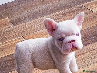 French Bulldog dogs - Advert 11