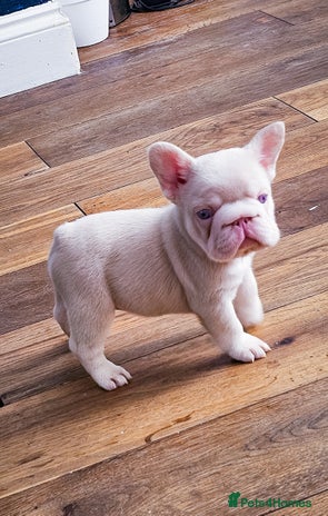 French Bulldog dogs - Advert 1