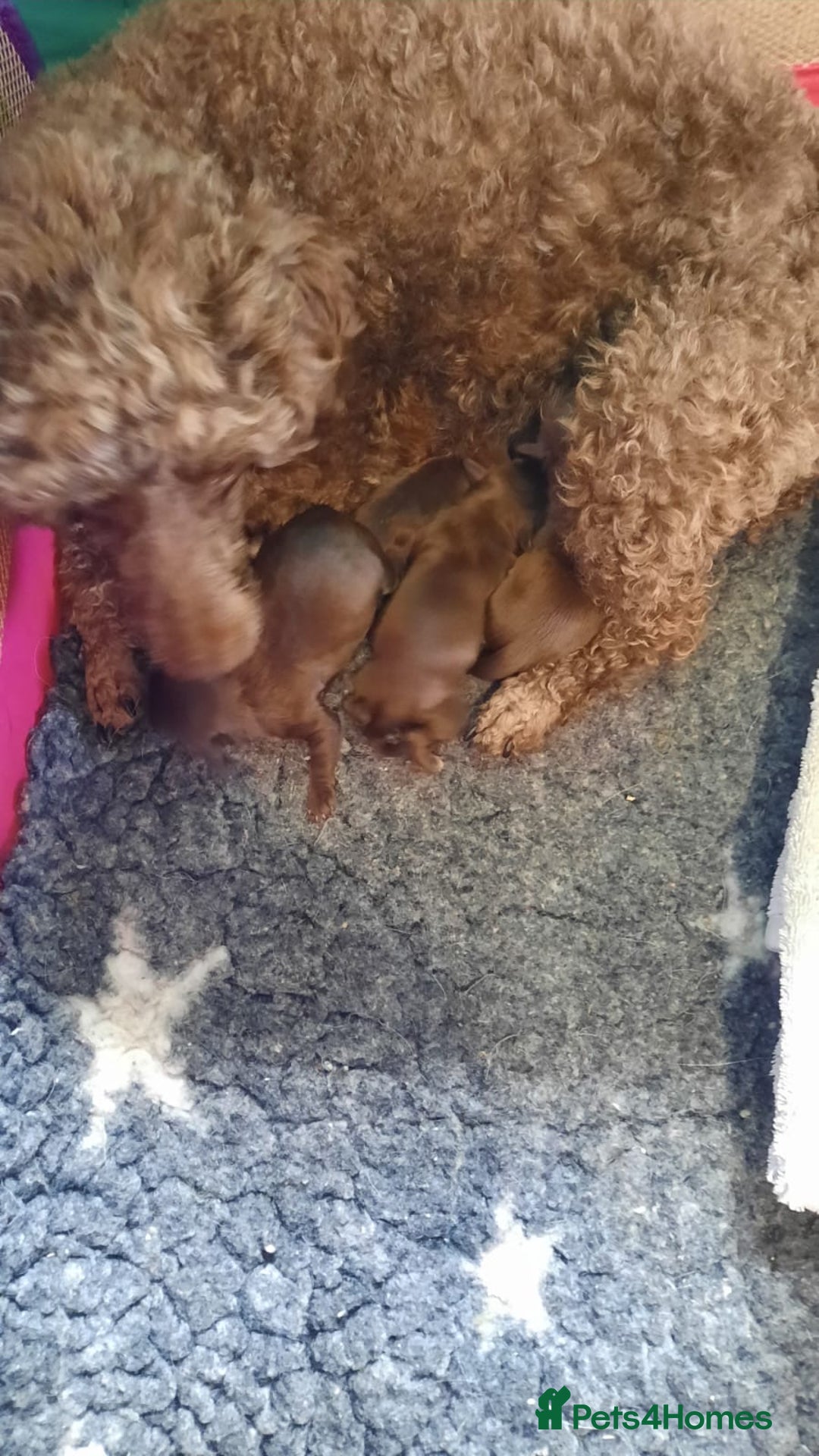 Shihpoo dogs for sale: Chocolate Toy Shipoo pups - Image 2
