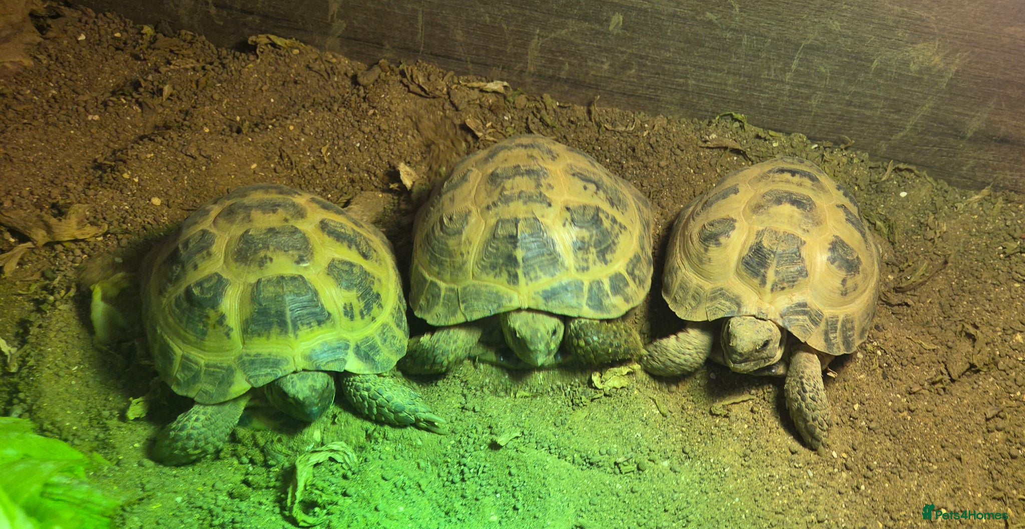 Tortoise reptiles Horsefield Tortoises 🐢  - Advert 9
