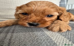 Cavapoo dogs for sale: Extensively health tested F1 Cavapoos  - Image 13