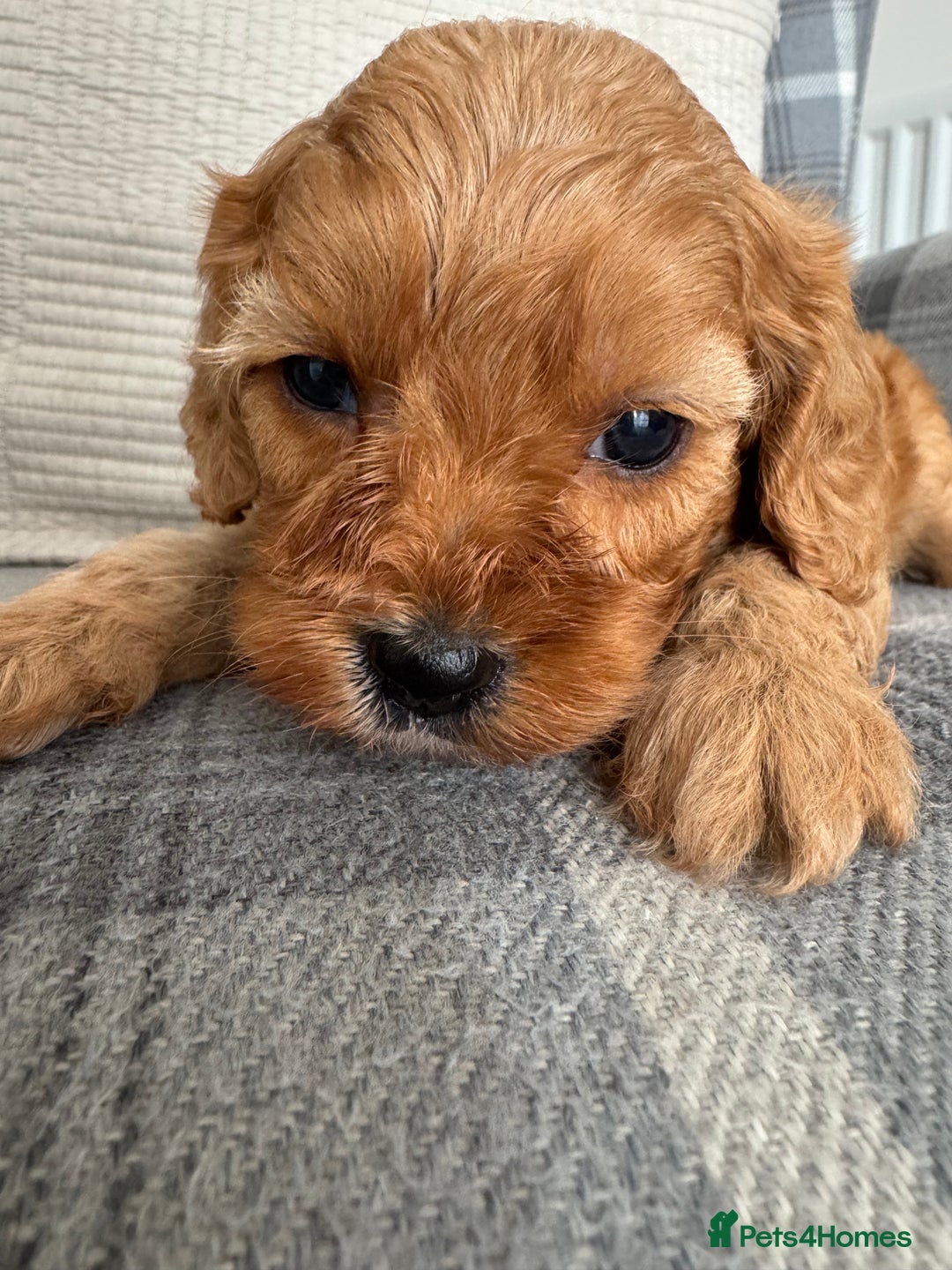 Cavapoo dogs for sale: Extensively health tested F1 Cavapoos  - Image 13