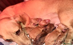 Miniature Dachshund dogs for sale: 🩷🌟Beautiful cream dapple KC Female 🌟🩷 - Advert 11