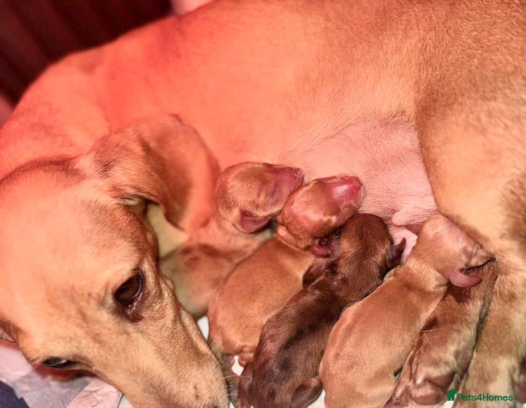 Miniature Dachshund dogs for sale: 🩷🌟Beautiful cream dapple KC Female 🌟🩷 - Advert 11