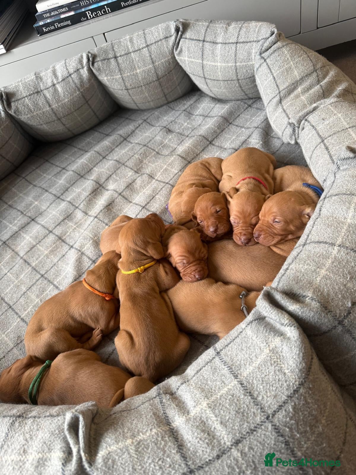 Hungarian Vizsla dogs LAST FEW KC Reg Hungarian Vizsla Pups 0.9% COI  - Advert 2