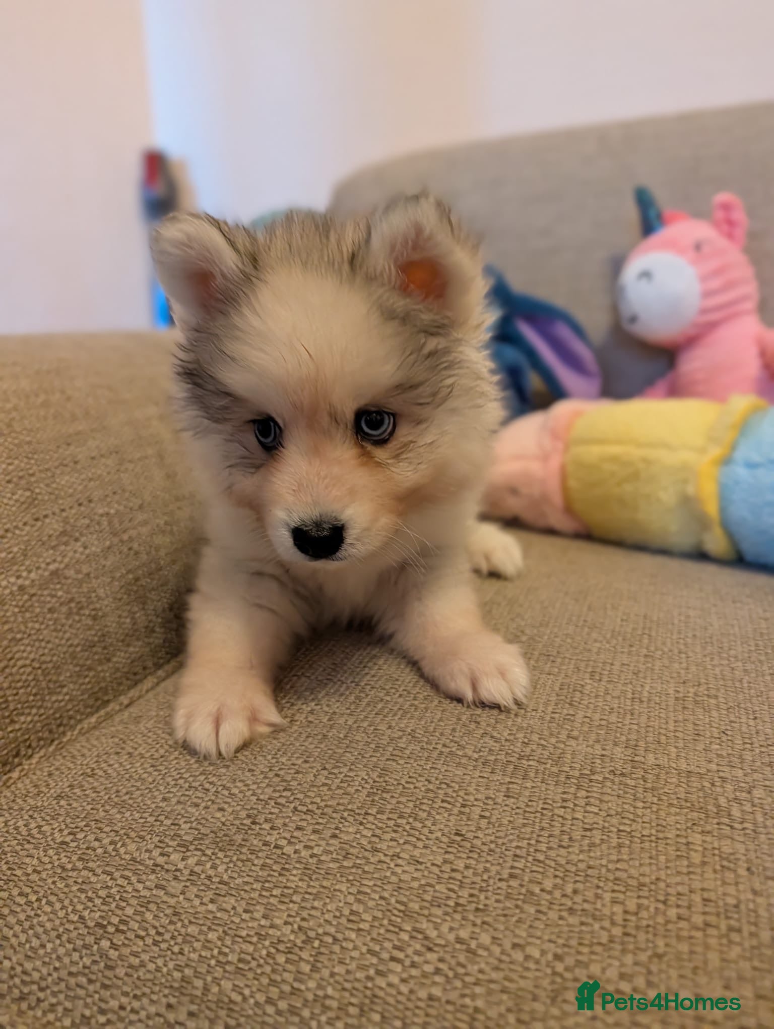 Pomsky dogs Pomsky Puppies - Advert 4