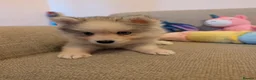 Pomsky dogs for sale: Pomsky Puppies - Advert 6
