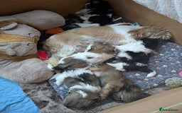 Shih Tzu dogs for sale: Stunning Shih Tzu boy - Image 26