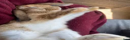 Mini Lop rabbits for sale: Beautiful mini lop bunnies ❤️ - Advert 8