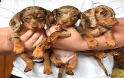 Dachshund dogs for sale: true miniature dachshund puppies ready now  - Image 10