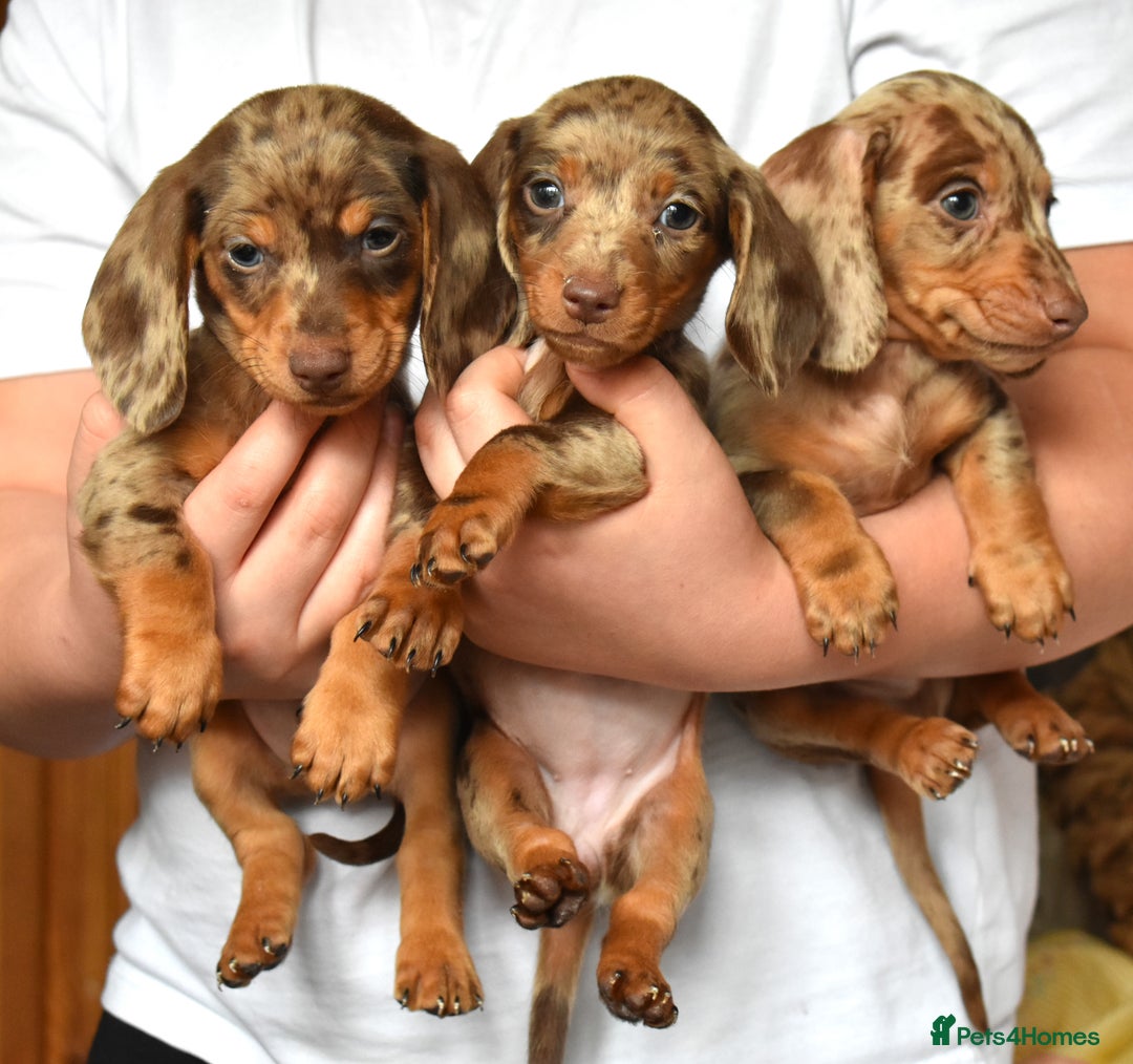 Dachshund dogs for sale: true miniature dachshund puppies ready now  - Image 10