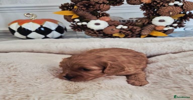 Cavapoo dogs - Advert 8