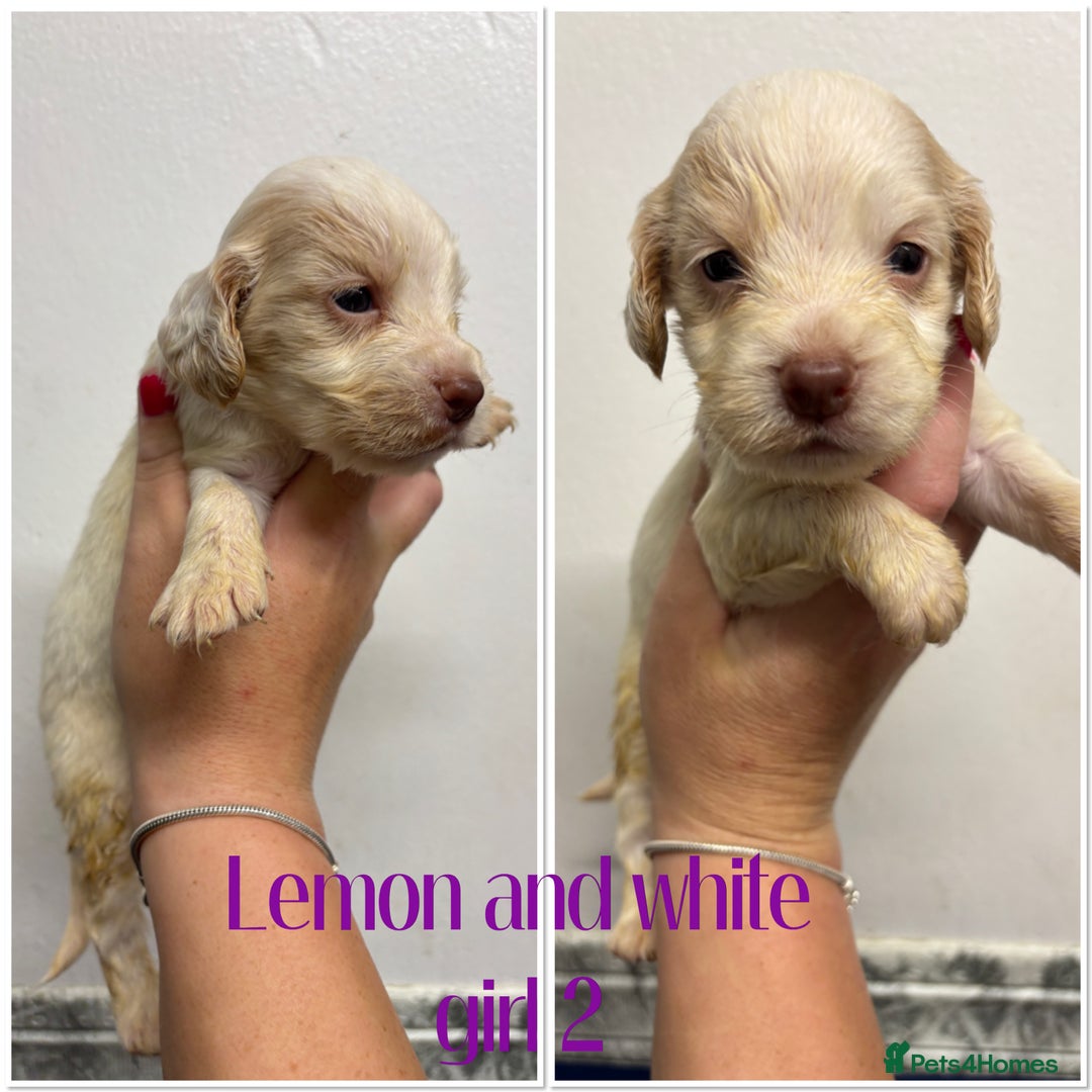 Cocker Spaniel dogs for sale: 🌟 cocker spaniel puppies 🌟 - Image 14