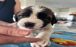 Saint Bernard dogs for sale: KC Registered St. Bernards For Sale! - Image 7