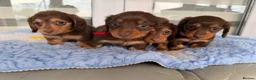 Miniature Dachshund dogs for sale: Kc Kaninchen dachshund weeny weeny  - Advert 18