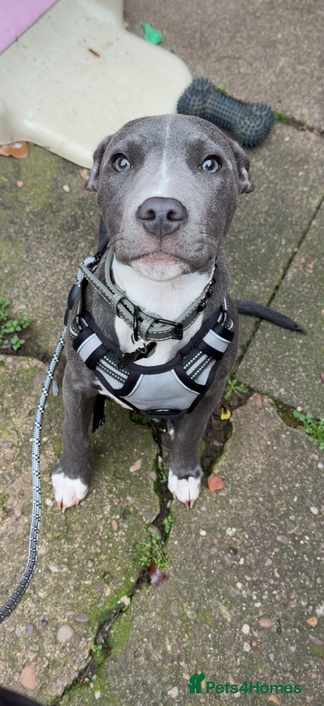 Mixed Breed dogs for sale: 24 week old staff x corso  - Advert 4